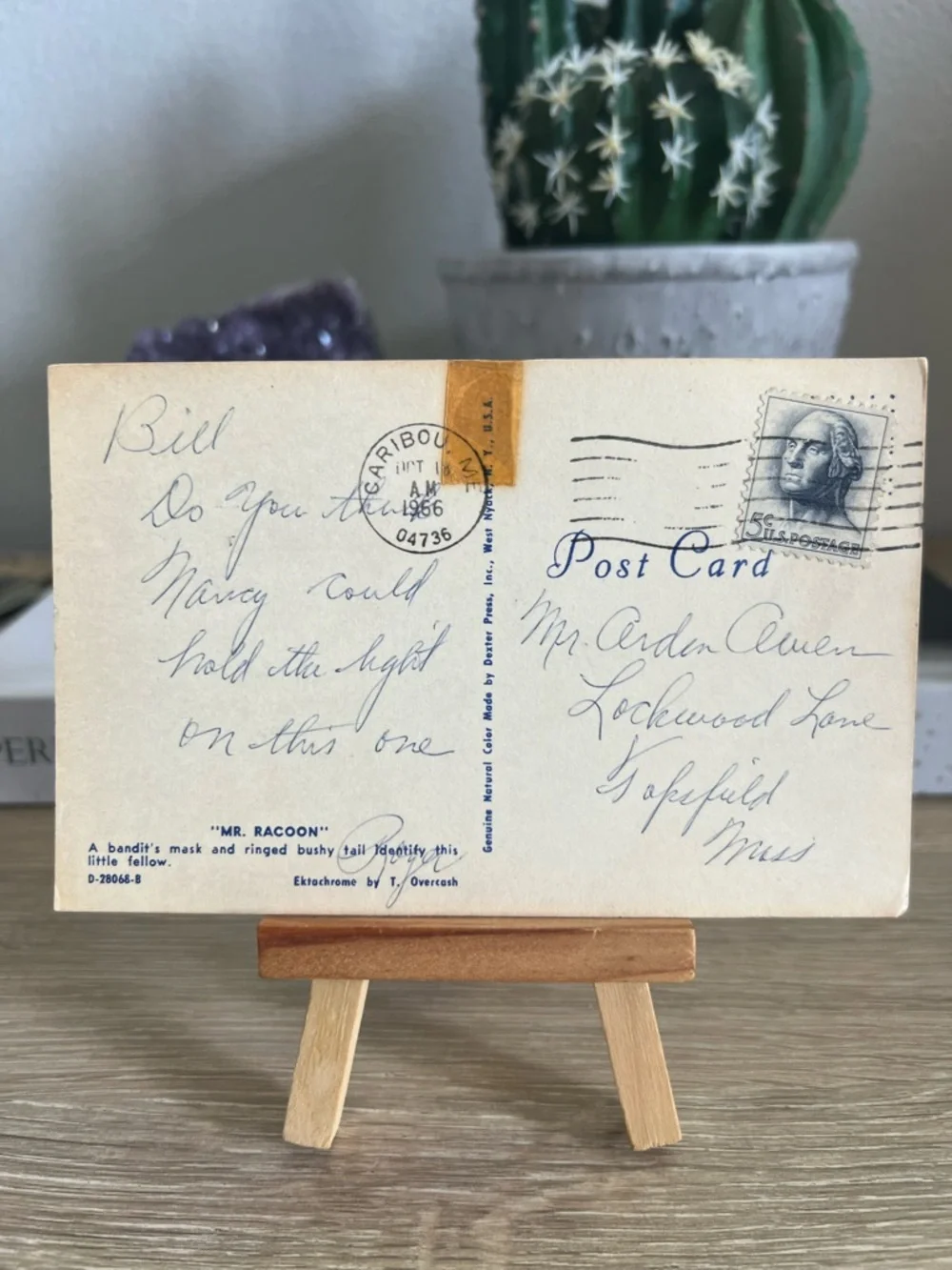 Vintage Mr Racoon Raccoon Postcard Posted 1966 Wildlife Animal Dexter Press